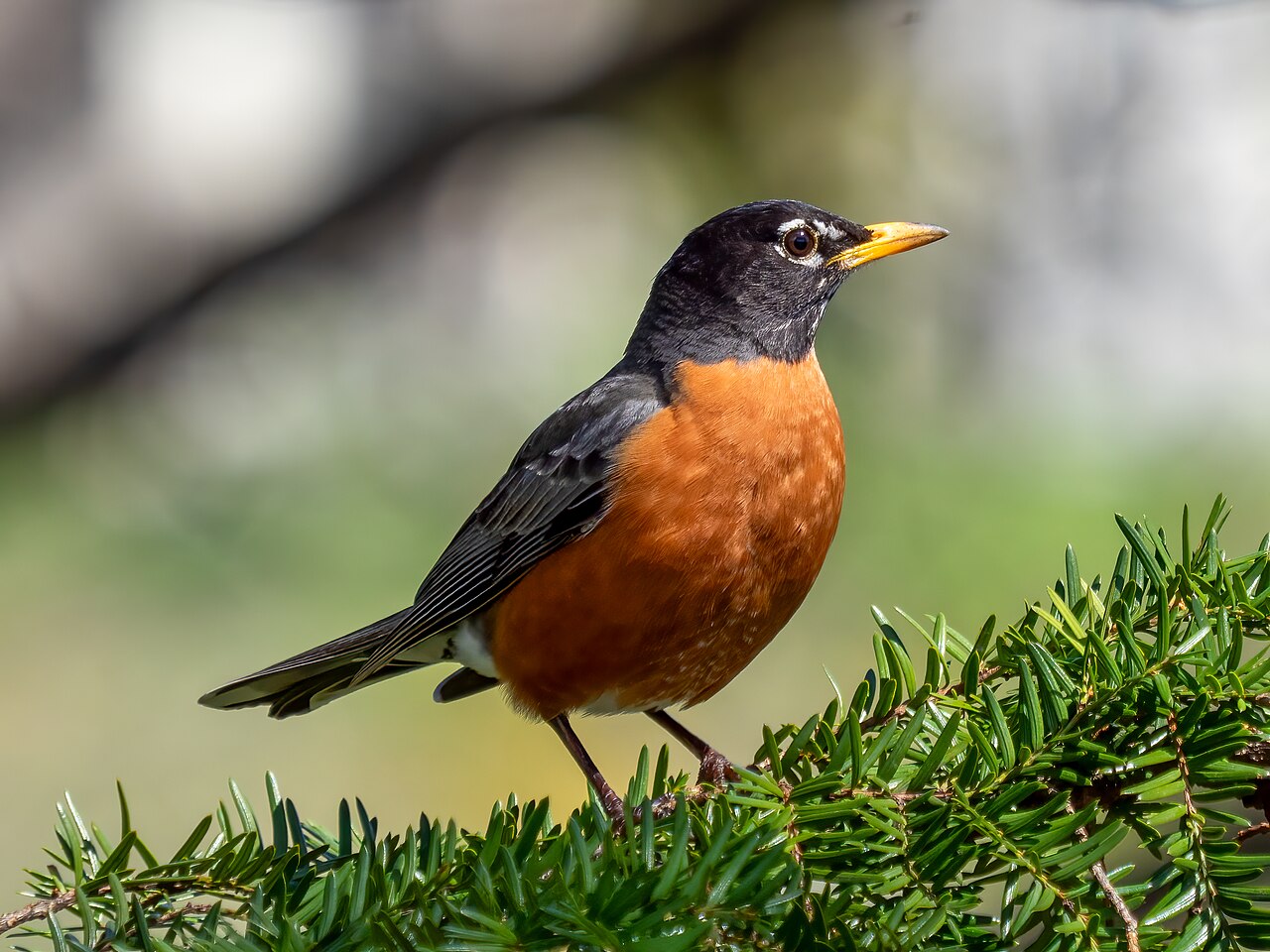 Birdwatching 101: Start with the Robin on Your Lawn